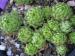 globiferum ssp. allionii from France