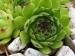 cantabricum
