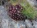 arachnoideum ssp. arachnoideum from Berninapass