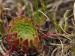 ciliosum ssp. octopodes from Pelister, Gipfel