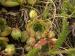 arachnoideum x S. tectorum from Sant Maurici, unter dem See S. M.
