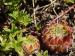 ciliosum ssp. octopodes from Stiv, N Abhang, Steinmeer