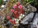 arachnoideum ssp. tomentosum from Rocher de Bonnevie