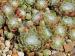 arachnoideum ssp. tomentosum from Gorges de Bergue