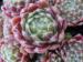 arachnoideum ssp. arachnoideum (glabrescens)