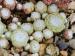 arachnoideum ssp. tomentosum from Julierpass