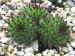 calcareum from Alpes Maritimes (Typ PH436)
