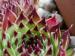 calcareum (spinifolium)