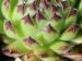 calcareum x S. montanum