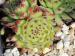 cantabricum x S. montanum