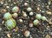 arachnoideum ssp. tomentosum from Roc de Chirlons