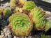 ciliosum ssp. ciliosum (galicicum) 