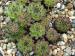 cantabricum ssp. cantabricum from Coriscao