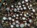 arachnoideum ssp. tomentosum from Gorges sup. du Cians
