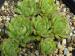 cantabricum from La Una