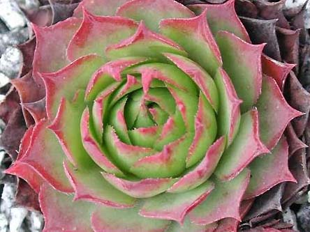 wulfenii from Riegersburg