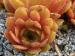 glabrifolium aff. from Macka (Typ PH1113)