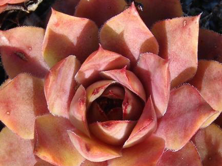 comollii (cf.) from Catogne