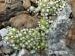 arachnoideum from Queralbs