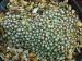 arachnoideum ssp. tomentosum from Tinnetal