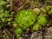 globiferum ssp. globiferum from Srbsko, Steinbruch Na Chlumu