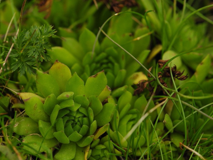 montanum ssp. carpathicum from Bystrá - SO Abhang
