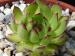 marmoreum ssp. matricum