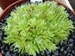 arachnoideum (bryoides)