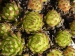 montanum ssp. stiriacum