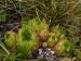 marmoreum ssp. reginae-amaliae (macedonicum) from Golem Korab, O