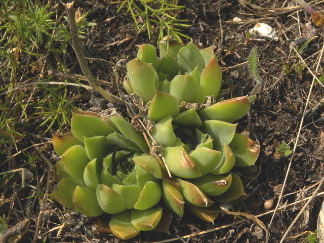 heuffelii (glabrum) from Ćurovac, Aussicht