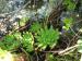 montanum ssp. carpathicum from Kráľova skala