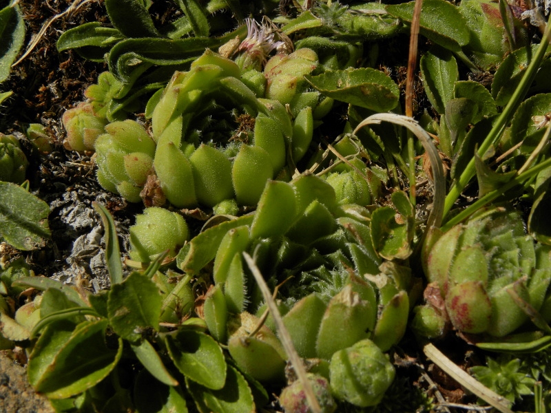 montanum x S. tectorum from Punta Acuta Ost