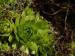 globiferum ssp. globiferum from Manětín, Vuršův mlýn