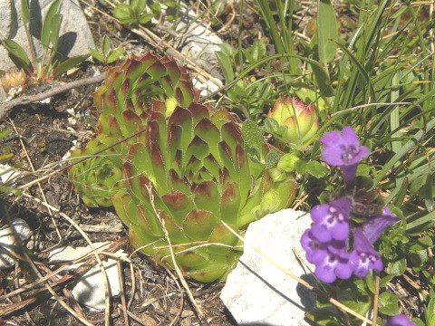 marmoreum ssp. marmoreum from Kom Vasojevićki  (Abhang, NW)