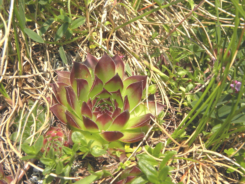marmoreum ssp. marmoreum from Urdeni Do