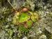 globiferum ssp. globiferum from Fluss Teplá, PR Údolí Teplé