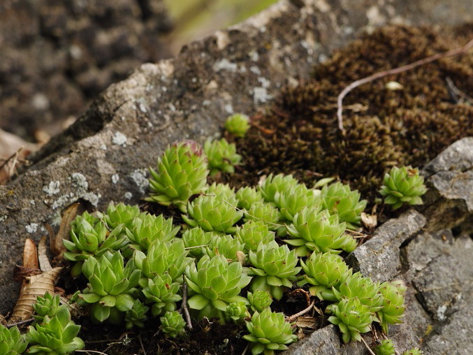 montanum ssp. heterophyllum from Sivý kameň, Felsen