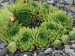 montanum ssp. carpathicum from Kralovany