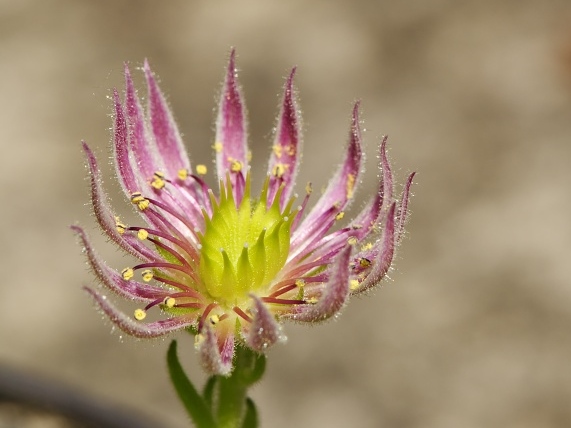 montanum ssp. carpathicum from Wielka Buczynowa, Abhang