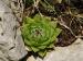globiferum ssp. hirtum (hirtum) from Kyseľ, Abhang