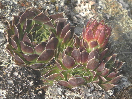 heuffelii (glabrum) from Panćićev vrh, Abhang