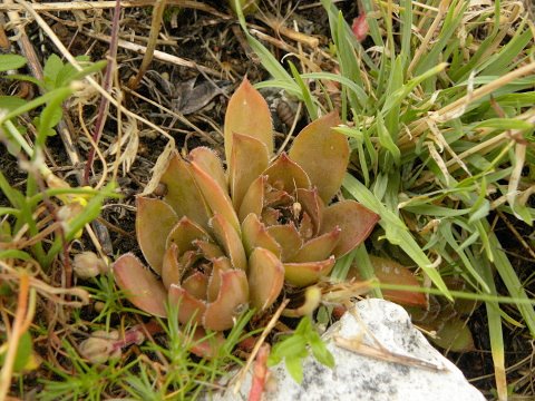 marmoreum ssp. marmoreum from Cheile Turzii (oben)