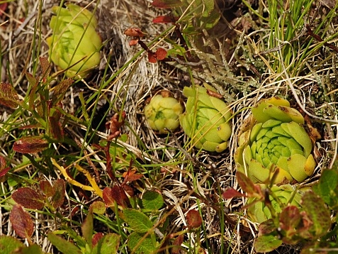 montanum ssp. carpathicum from Svinické sedlo