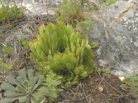 marmoreum ssp. marmoreum from Pernik