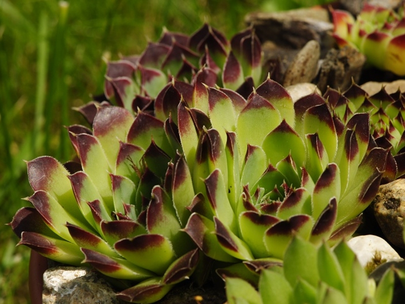 heuffelii (glabrum) from Valušnica (Gipfel des Talijanka)