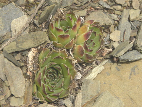 heuffelii (glabrum) from Valušnica (Abhang des Talijanka)