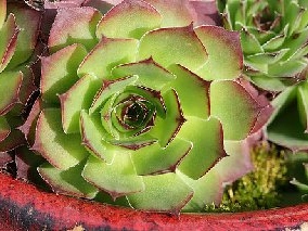 tectorum var. arvernense from Rocher d'Ajoux