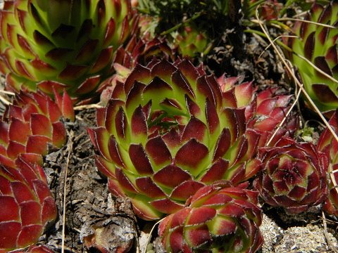marmoreum ssp. marmoreum from Bavan