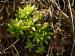 globiferum ssp. hirtum from Podlesok, Okrúhly vrch